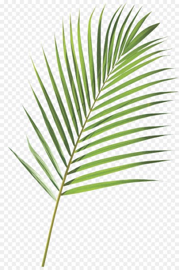 Royalty-free Frond Arecaceae Palm branch Leaf - palm sunday 