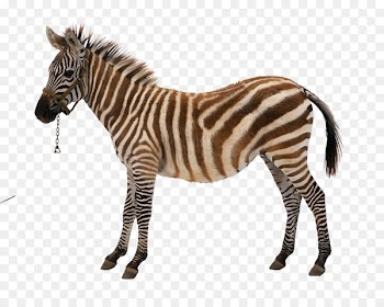 Royalty-free Stock photography Vector graphics Stock illustration Zebra - zebra 