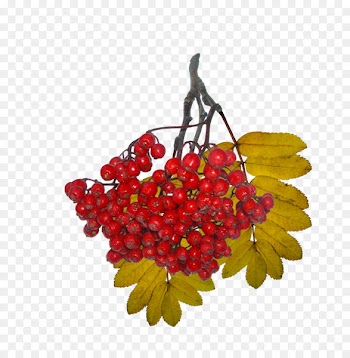 Royaltyfree, Photography, Royalty Payment, Leaf, Rowan PNG