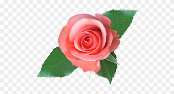 Rozen - Silk Rose Body Lotion,350g