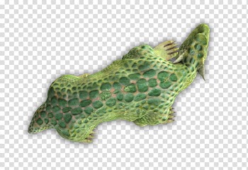 RPG Map Elements , green animal illustration transparent background PNG clipart