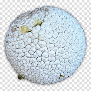 RPG Map Elements , round white fruit transparent background PNG clipart