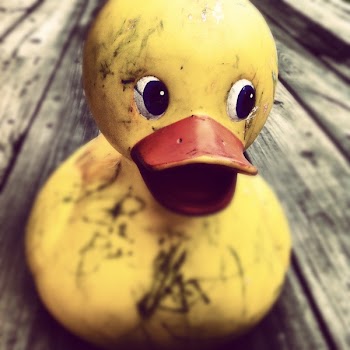 Rubber Duck on Table