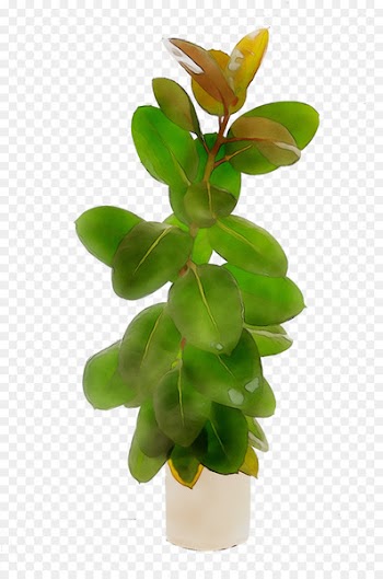 Rubber fig Weeping fig Fiddle-leaf fig Plants Stock photography -  