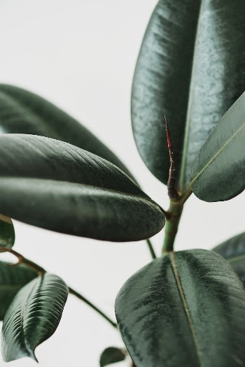 Rubber plant leaves on gray | Free Photo - rawpixel