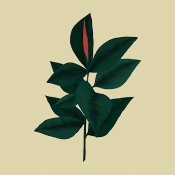 Rubber plant vector botanical illustration | Free stock illustration | High Resolution graphic