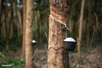 Rubber tree tapping | Free stock photo - 458155