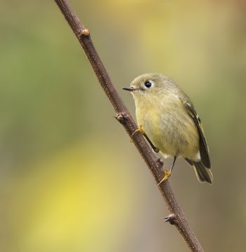 Ruby-crowned kinglet bird. Free public | Free Photo - rawpixel