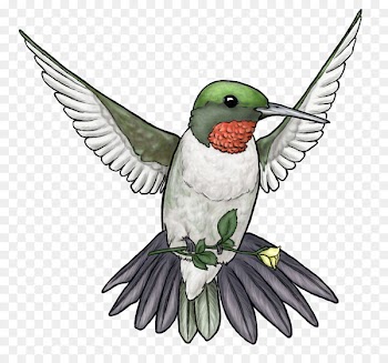 Ruby-throated Hummingbird Clip art Portable Network Graphics Image - bird 
