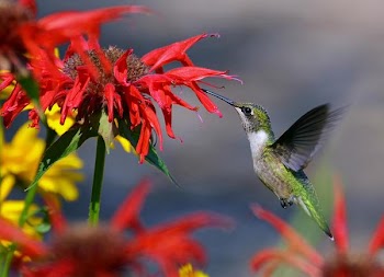 Ruby Throated Hummingbird in a Flower Garden.jpg