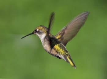 Ruby Throated Hummingbird.JPG