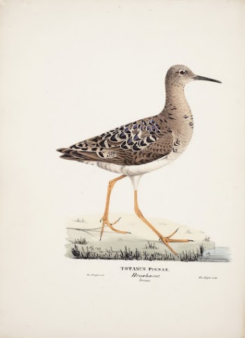 Ruff, female, 1829, Magnus Von | Free Photo - rawpixel