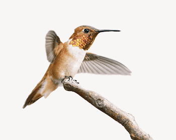 Rufous hummingbird collage element psd | Free PSD - rawpixel
