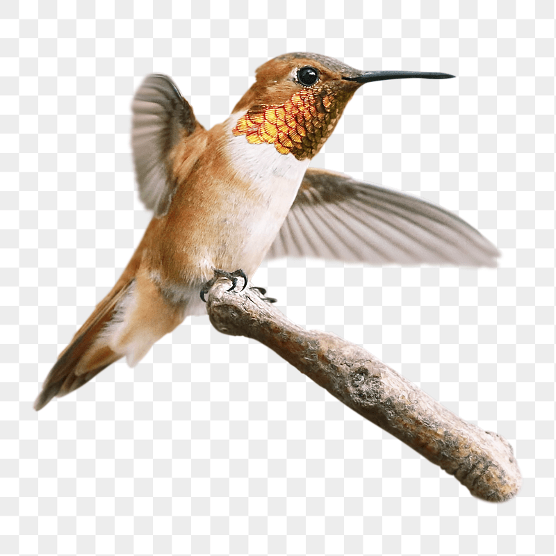 Rufous hummingbird png sticker, transparent | Free PNG - rawpixel