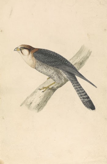 Rufous Necked Falcon | Free Photo - rawpixel