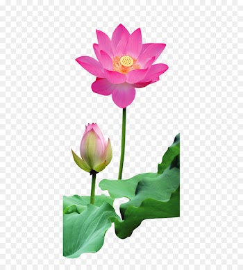 Rulaizong Pure Land Buddhism Zen Dharma - Free buckle lotus picture material 