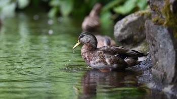 rule of thirds photography of brown duck