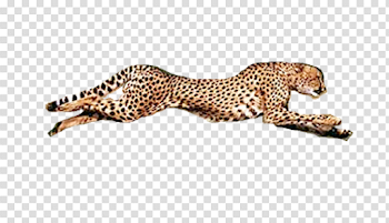Running Cheetah Transparent Background PNG