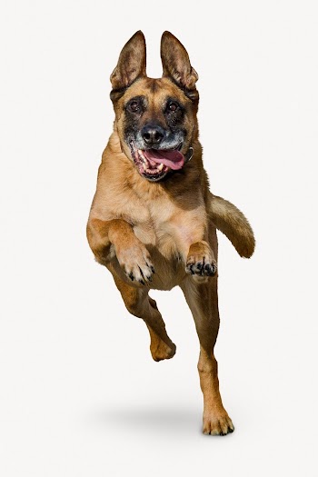 Running German Shepherd dog, animal | Free PSD - rawpixel