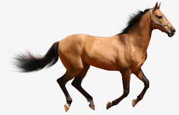 Running Horse, Horse Clipart, Run, Steed PNG Image and Clipart for ...