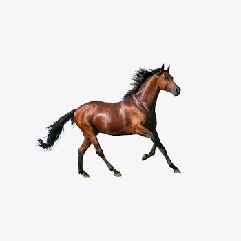 Running Horse, Horse Clipart, Steed, Run PNG Image and Clipart for ...