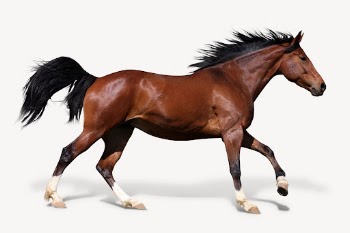 Running horse isolated on white, | Free PSD - rawpixel