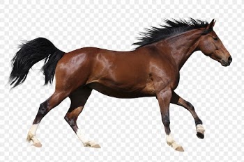 Running horse png clipart, pet, | Free PNG - rawpixel