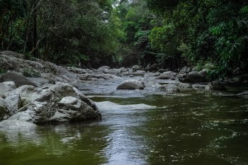Running Stream Surrounded With Green Trees