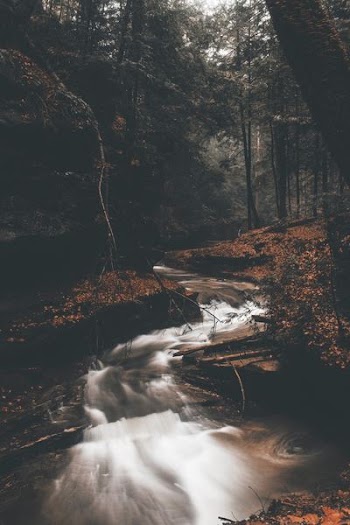 running water between trees