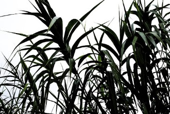 Runo grass field in the Philippines. | Free Photo - rawpixel