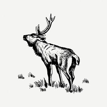 Rusa deer clipart, vintage animal | Free PSD Illustration - rawpixel