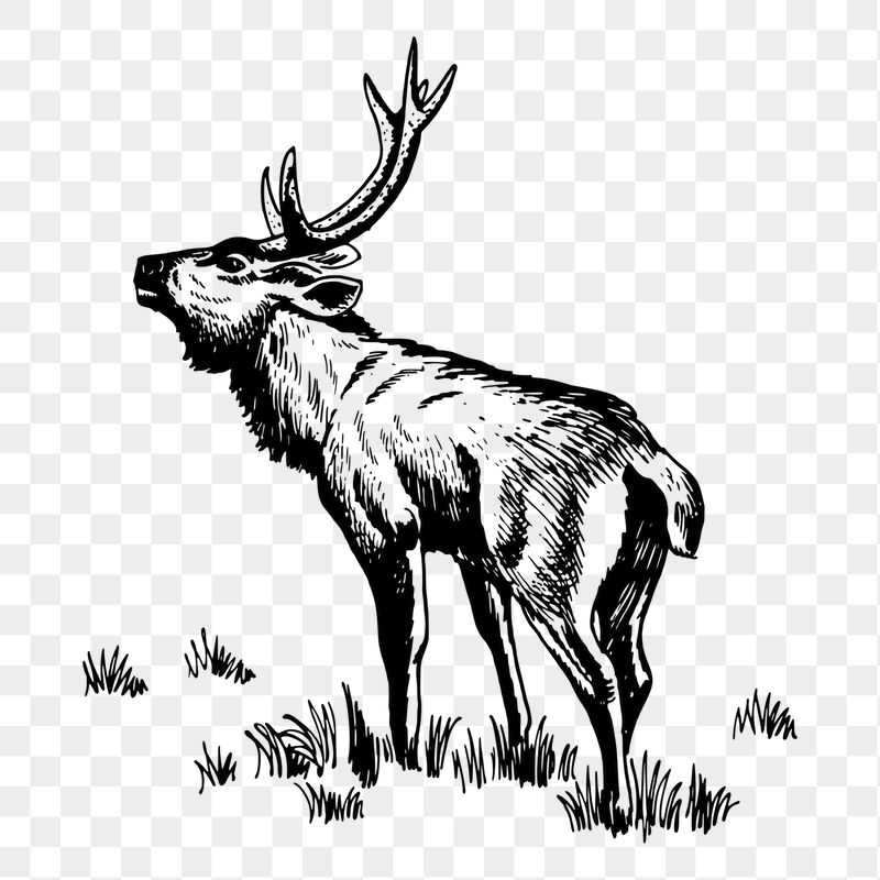Rusa deer png sticker, vintage | Free PNG - rawpixel