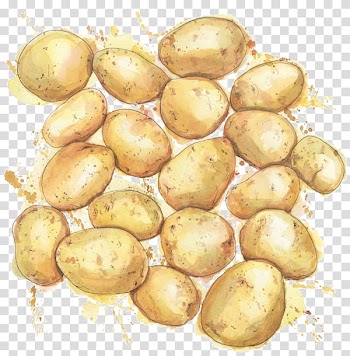Russet burbank potato Illustration Vegetable Watercolor painting Drawing, vegetable transparent background PNG clipart