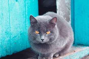 Russian Blue Cat 