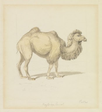 Russian Camel | Free Photo - rawpixel