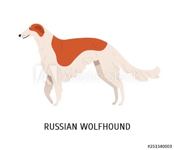 Russian wolfhound or Borzoi