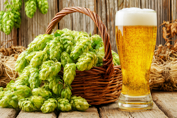 Rustic Still Life with Fresh Hop Cones and Beer