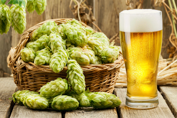 Rustic Still Life with Fresh Hops and Golden Beer