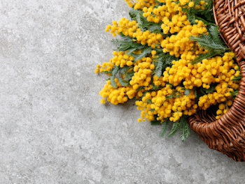Rustic Wicker Basket Filled with Mimosa Flowers