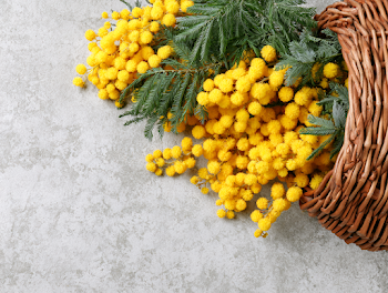 Rustic Wicker Basket with Fresh Mimosa Flowers