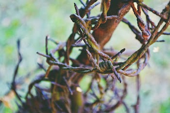 Rusty barbed wire