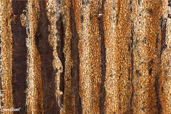 Rusty sheet of metal background | Free stock vector - 525304