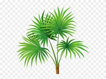 Árvores Coqueiro 6 Png - Tree Clipart No Background