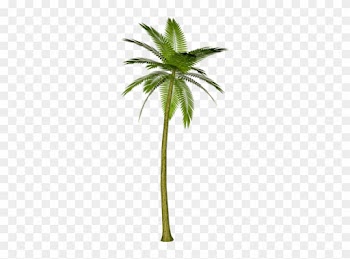 Árvores Coqueiro 9 Png - Palm Tree Render