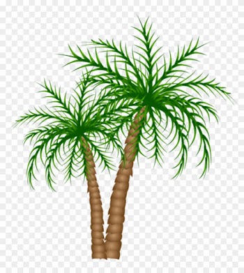 Árvores Coqueiro Png - Transparent Background Date Palm Tree Clipart