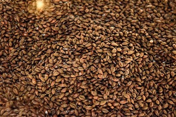 Rye Seeds Close Up