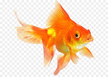 Ryukin Comet Red Cap Oranda Common goldfish Desktop Wallpaper - goldfish 