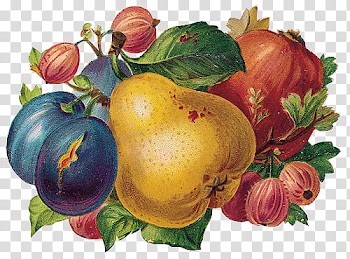 S, assorted fruits illustrations transparent background PNG clipart