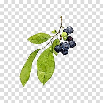 S, Guava fruit transparent background PNG clipart