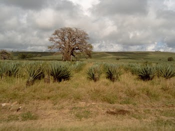 S4100037_Kenya_baobab.JPG